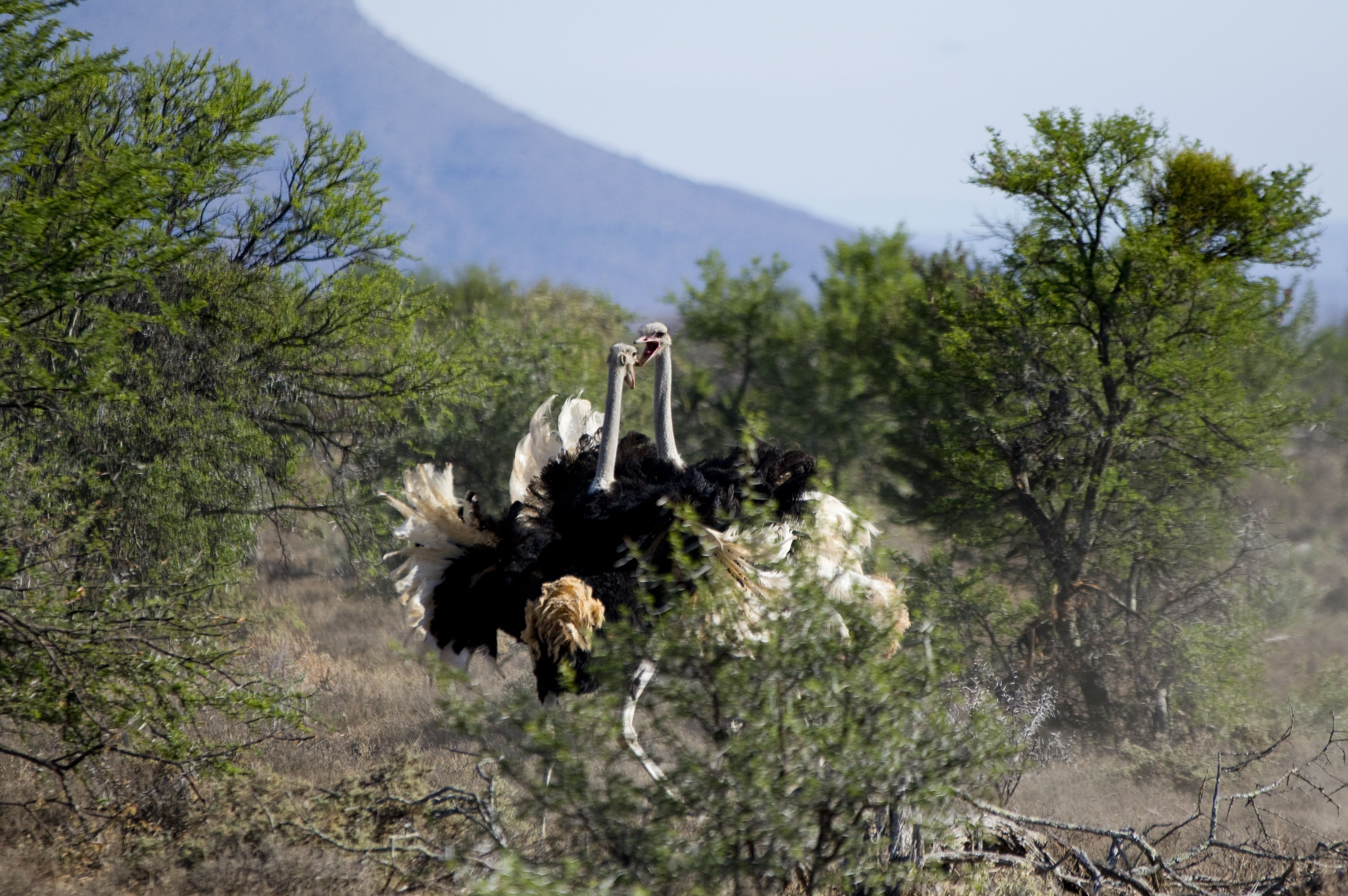 Mountain Zebra National Park thumbnail 3